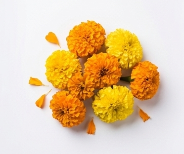 Phools / Flowers - Gallery